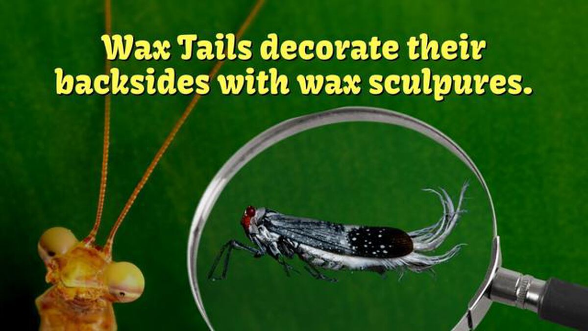 Amazing Animals: Bug Edition image number null